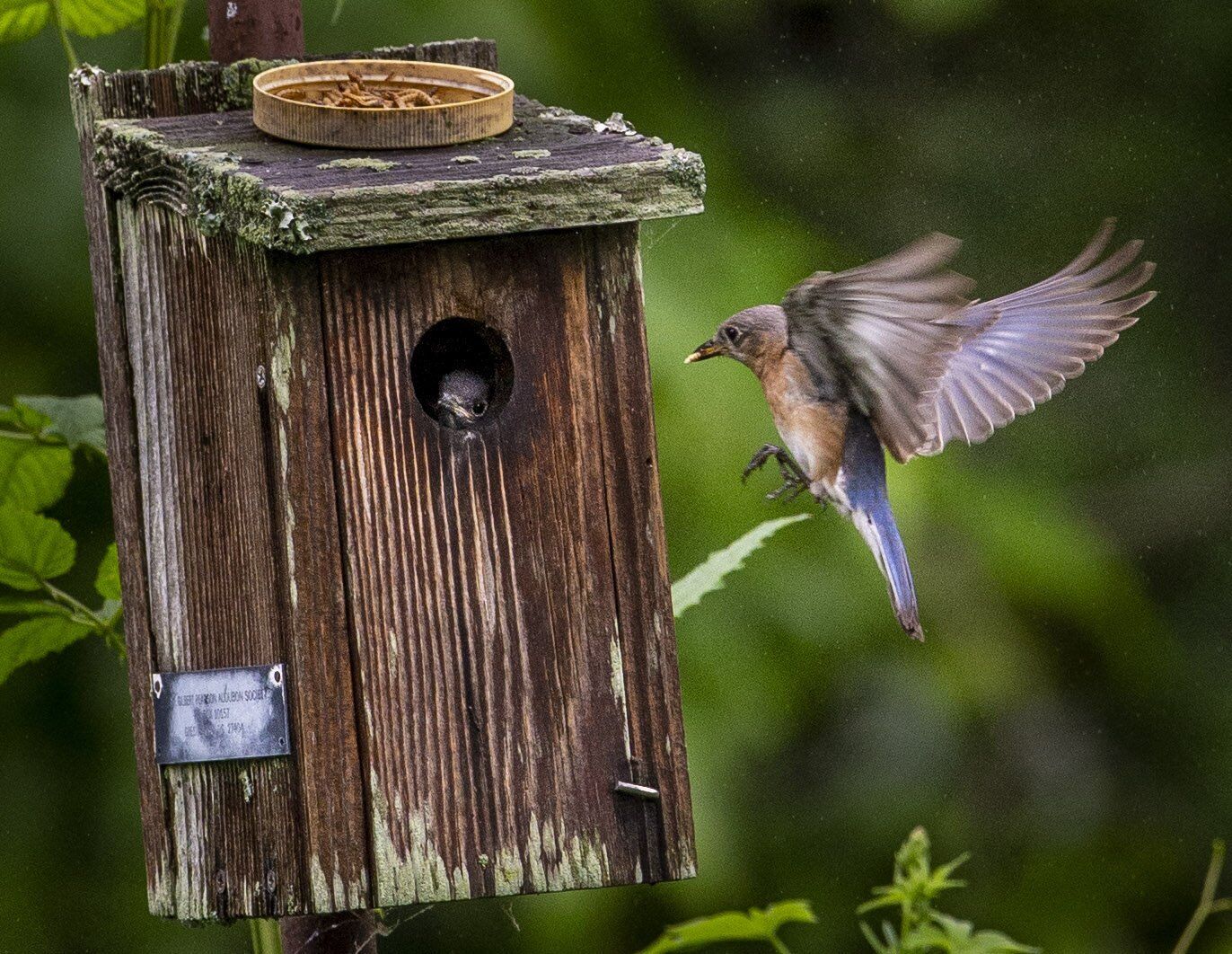 blue birds